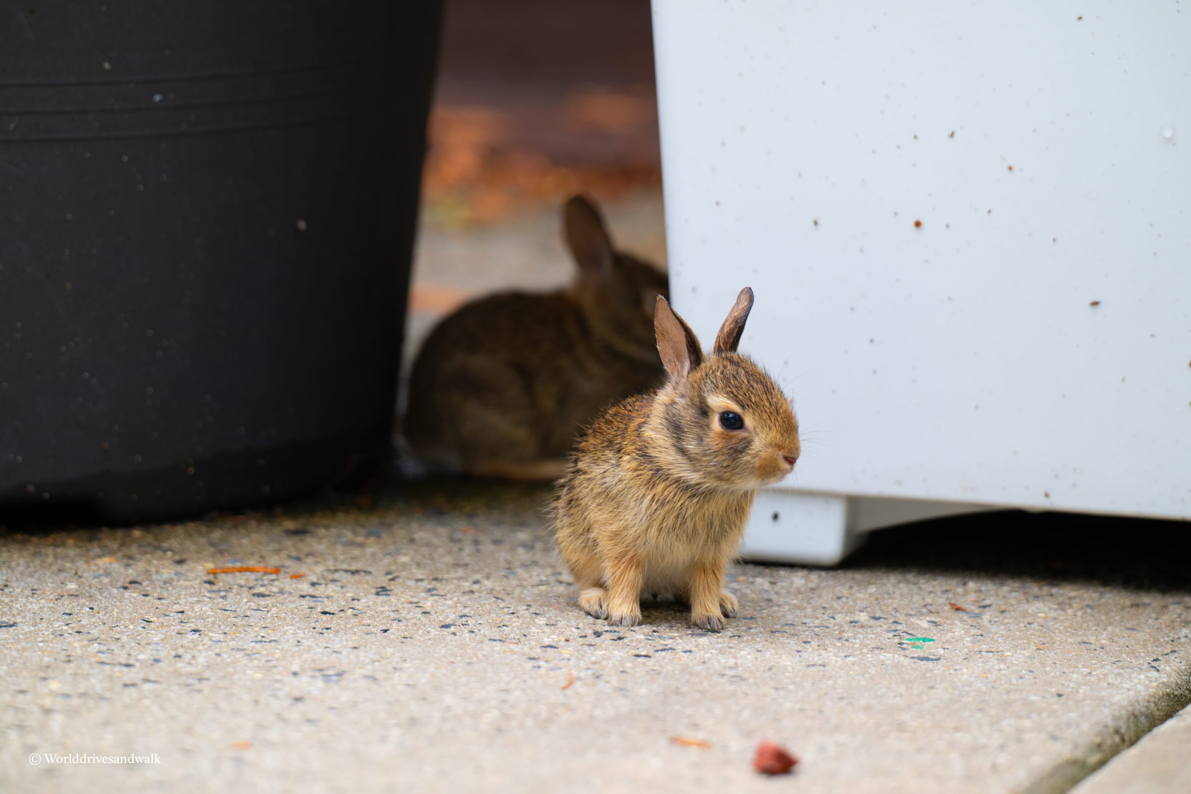 Two small brown rabbits are standing on a concrete sidewalk, one looking directly at the camera and the other looking away.