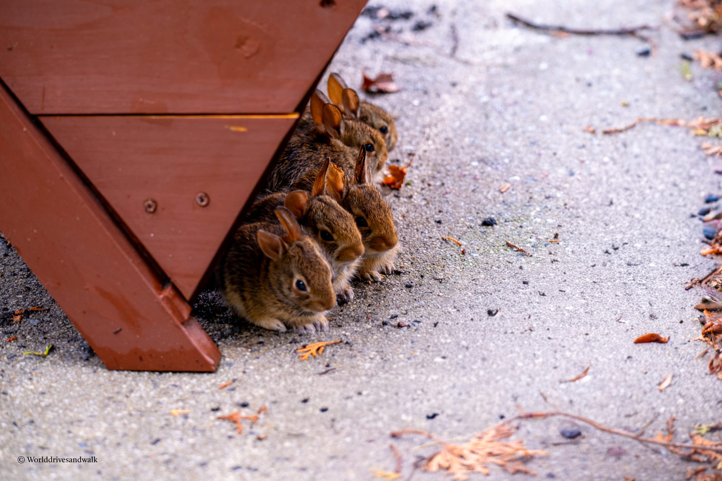 Five small brown rabbits are peeking out from under a red shed on a concrete surface with scattered leaves.