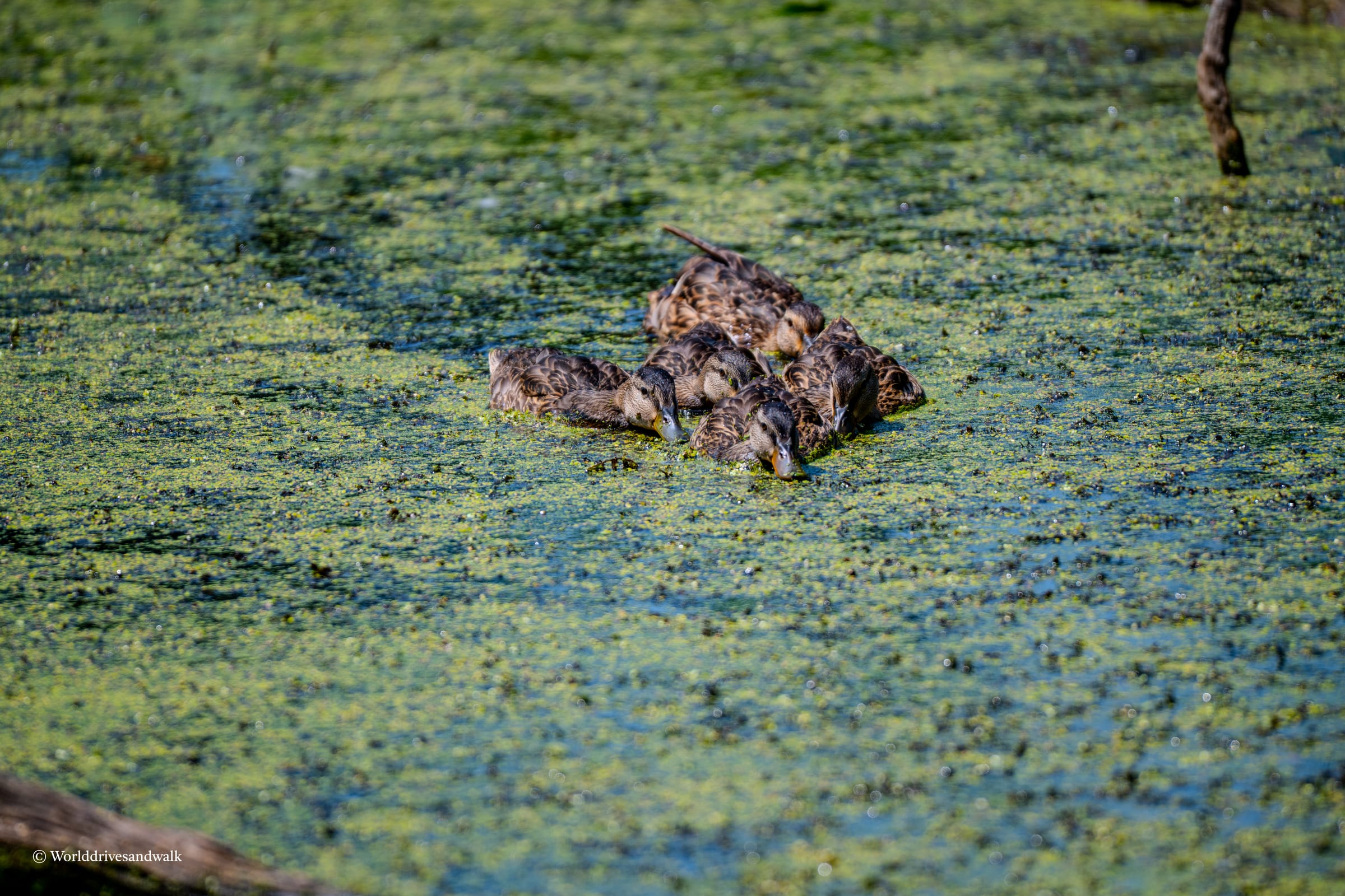 A group of ducklings swimming in a pond with green algae, some are resting on the water's surface
