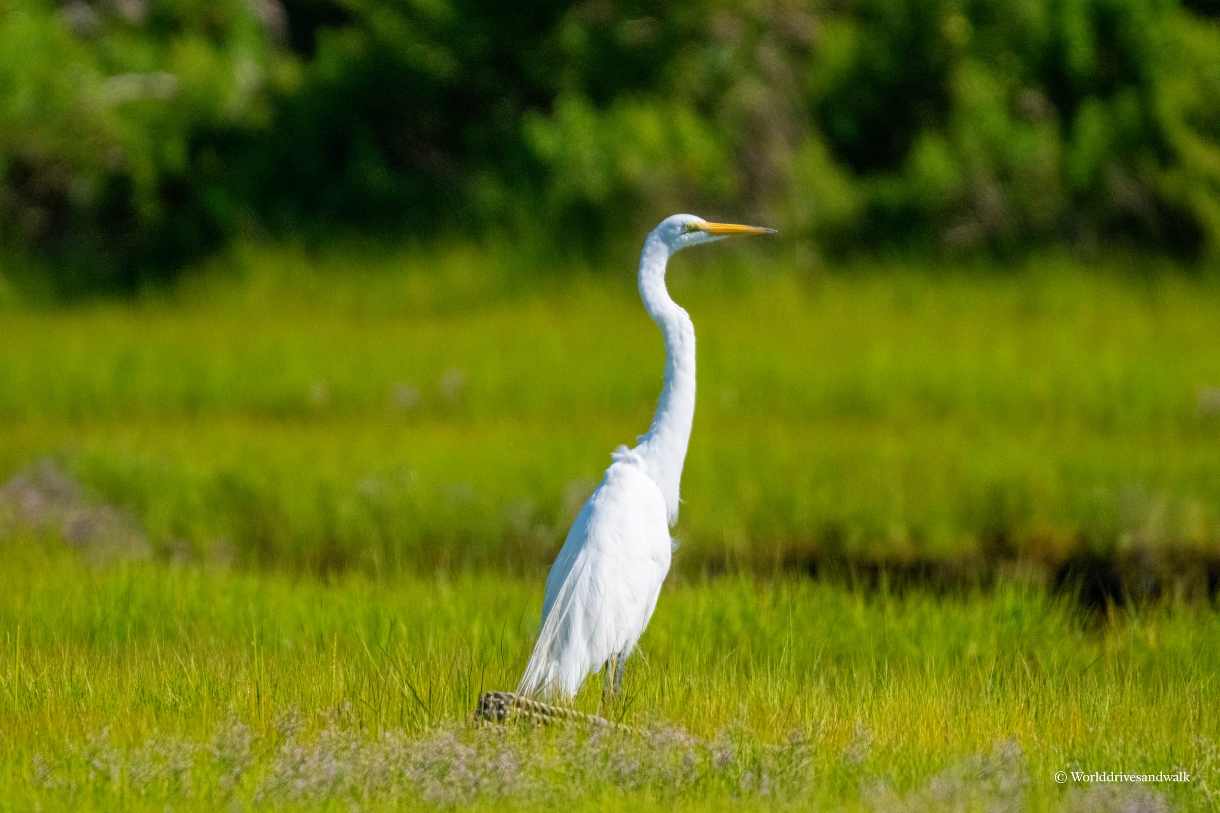 An beautiful Great Egret I spotted while hiking the beach trail at Chappaquiddick Island