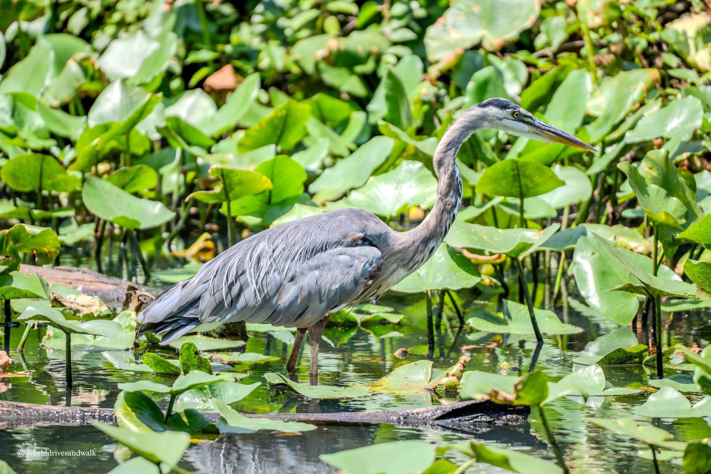 A Great Blue Heron stands in a marsh with tall green plants and water in the foreground.