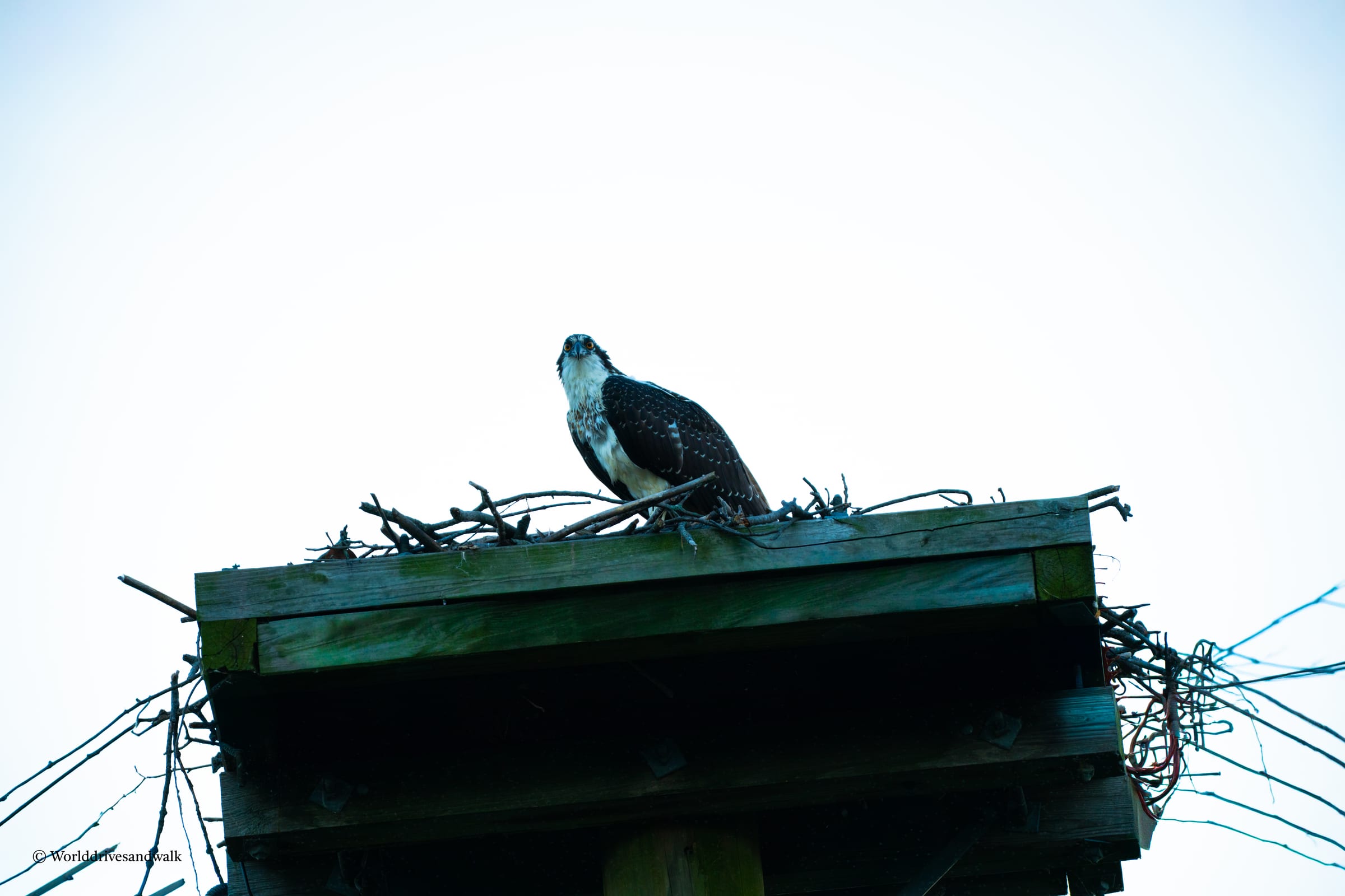 An osprey perched on a wooden platform with a nest of twigs and branches in front of it. The platform is surrounded by wires and cables. The sky is clear and blue.