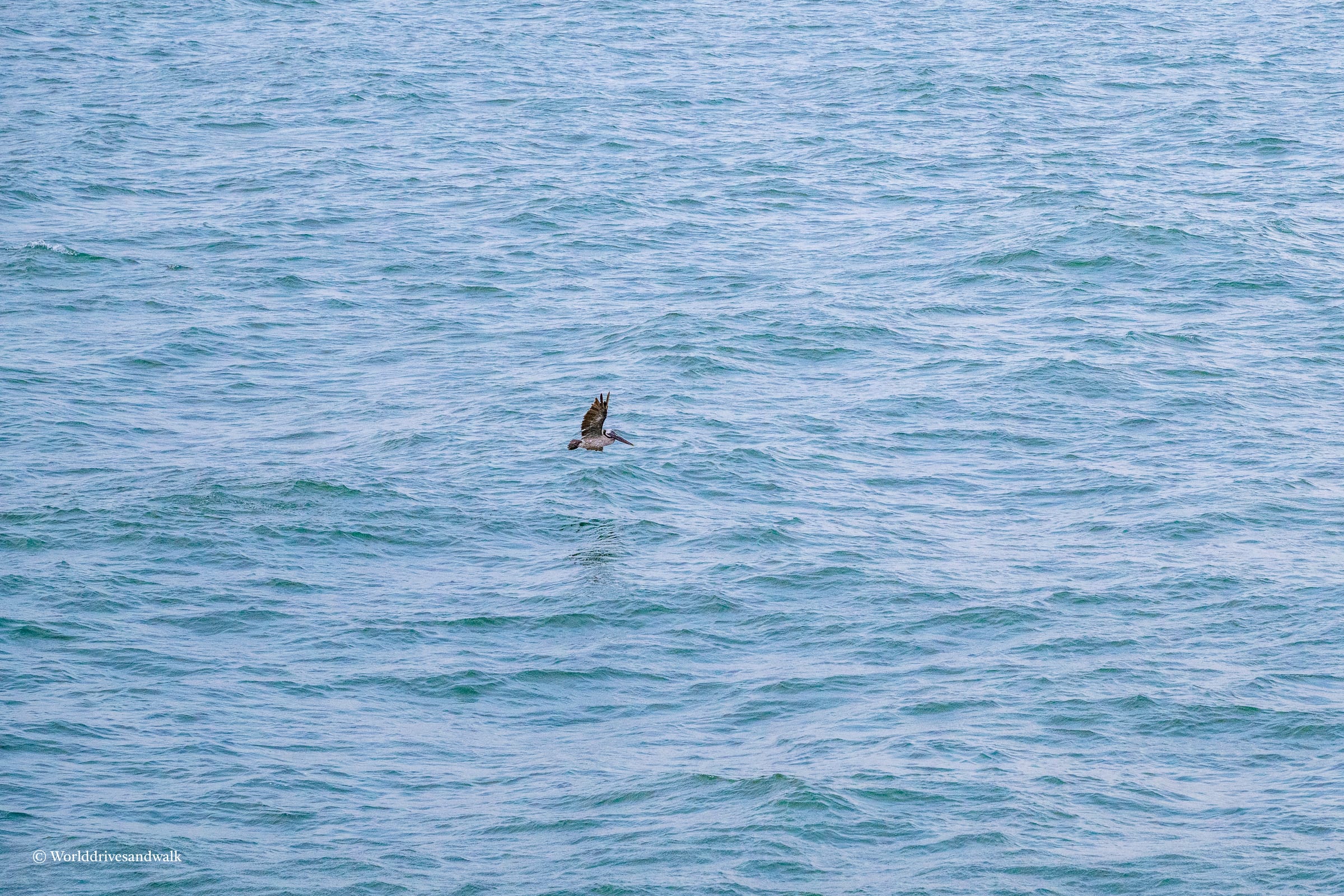 A brown pelican in mid-dive over calm blue-green ocean water, wings partially folded, captured from a distance during daylight.