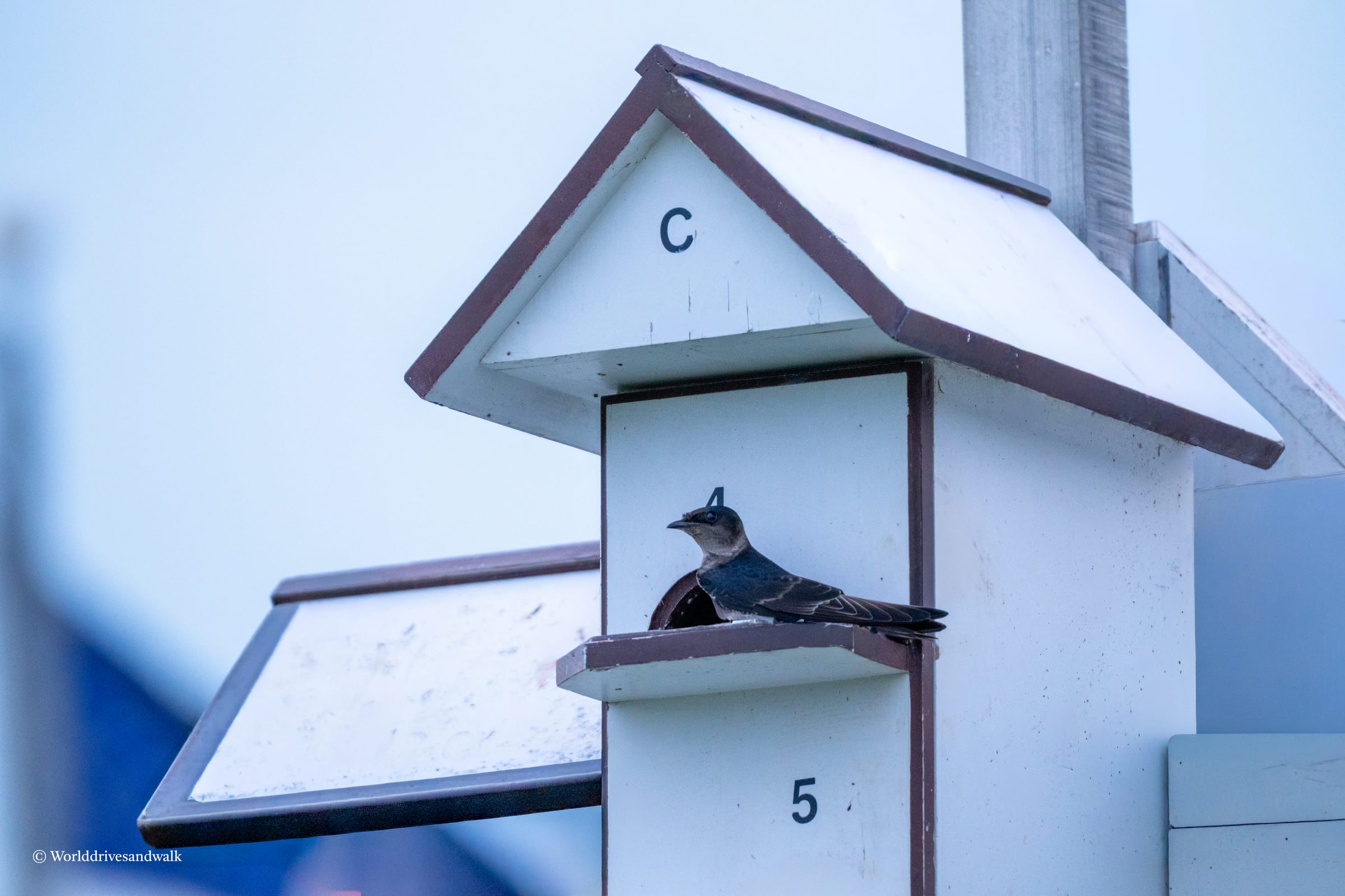 A Purple Martin perches on a wooden shelf inside a white birdhouse with a dark roof marked with the letter C, positioned near the Cape May Lighthouse tower.