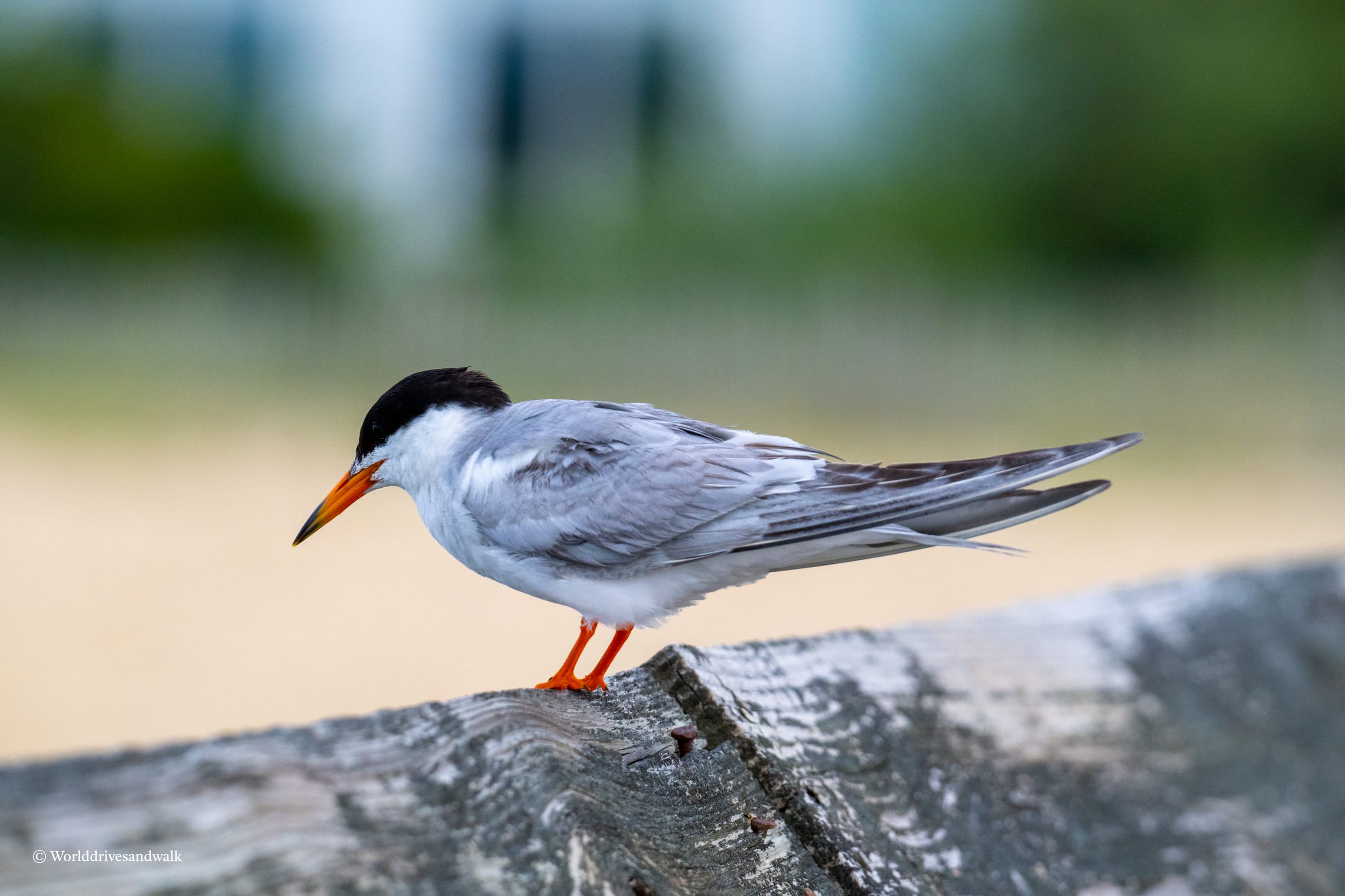 A small tern with black cap, white body, and orange-red legs and beak stands on weathered gray wood pilings. Blurred green water and distant shoreline are visible in the soft-focused background.