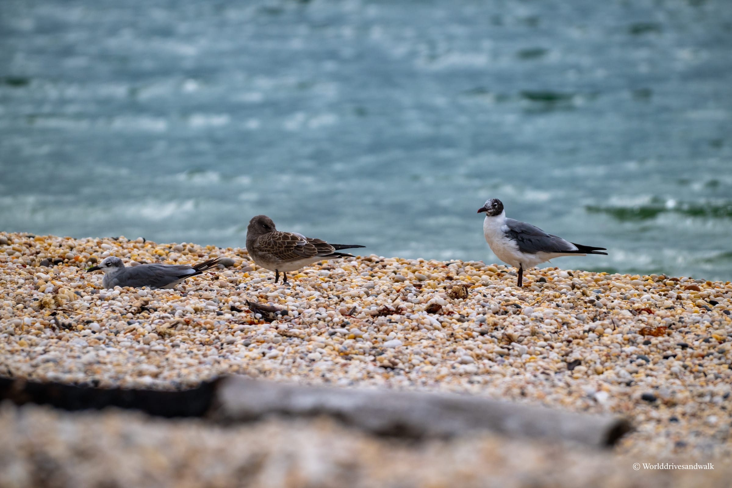 Three seagulls stand on a rocky shore near the water, with one bird sitting on the ground.