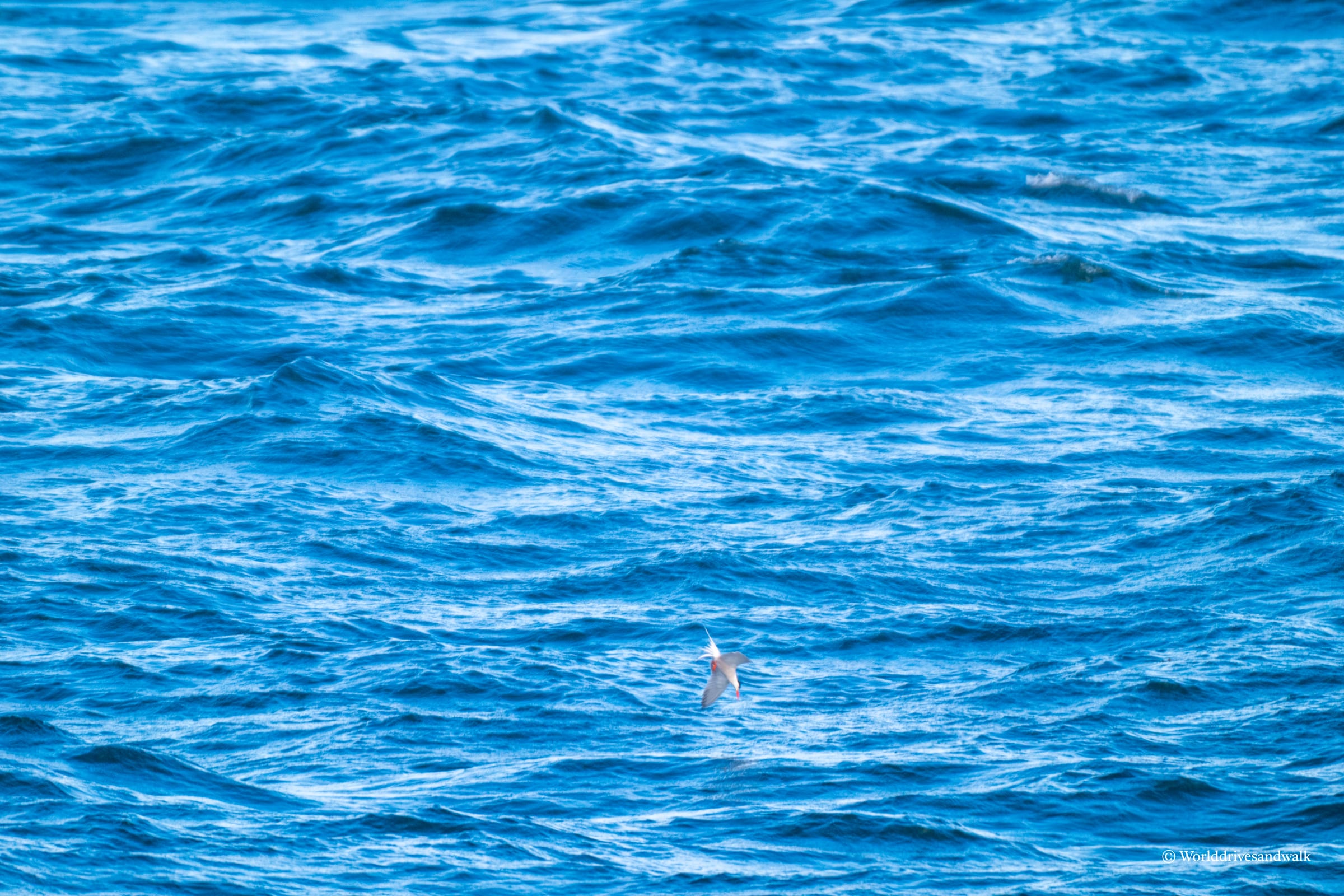 A small tern with pale plumage and dark markings mid-dive over rippled blue water, captured from the Cross Sound Ferry near Orient Point, New York.