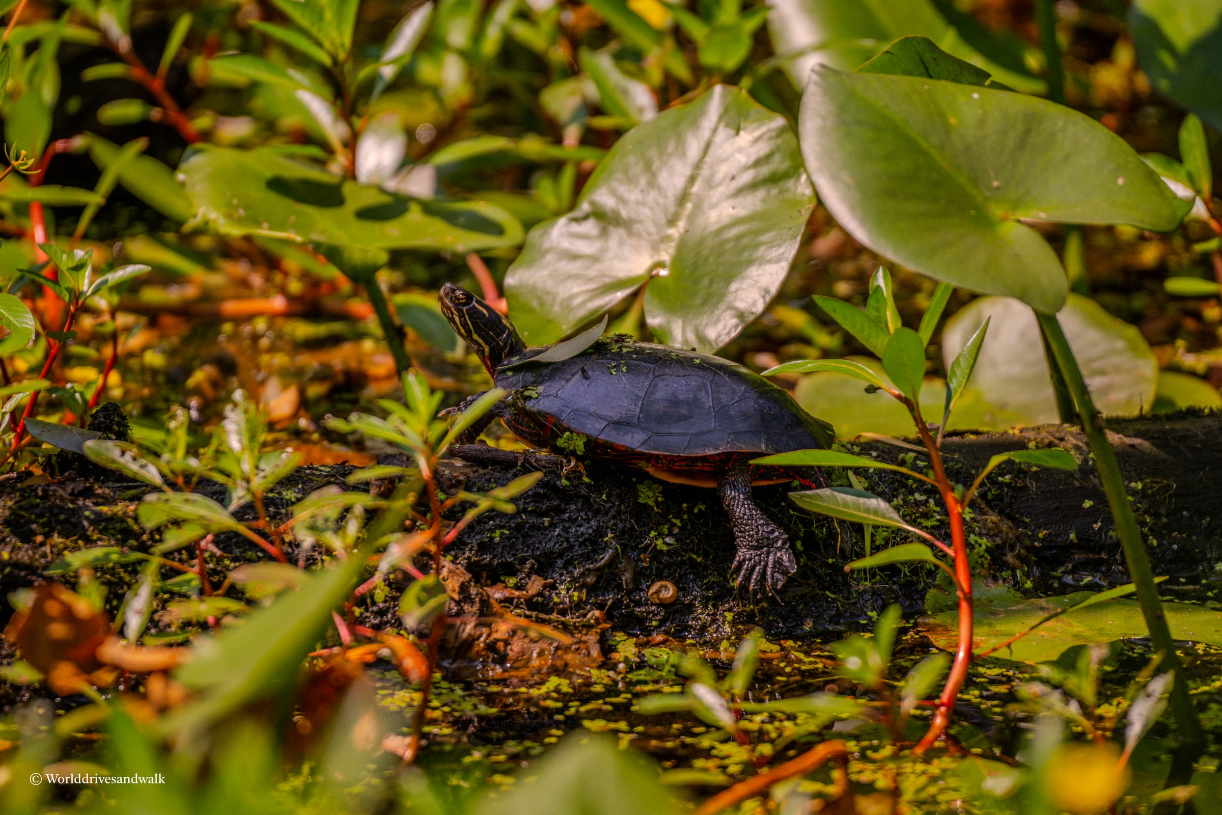 A turtle is on a log in a pond with green plants and leaves around it.